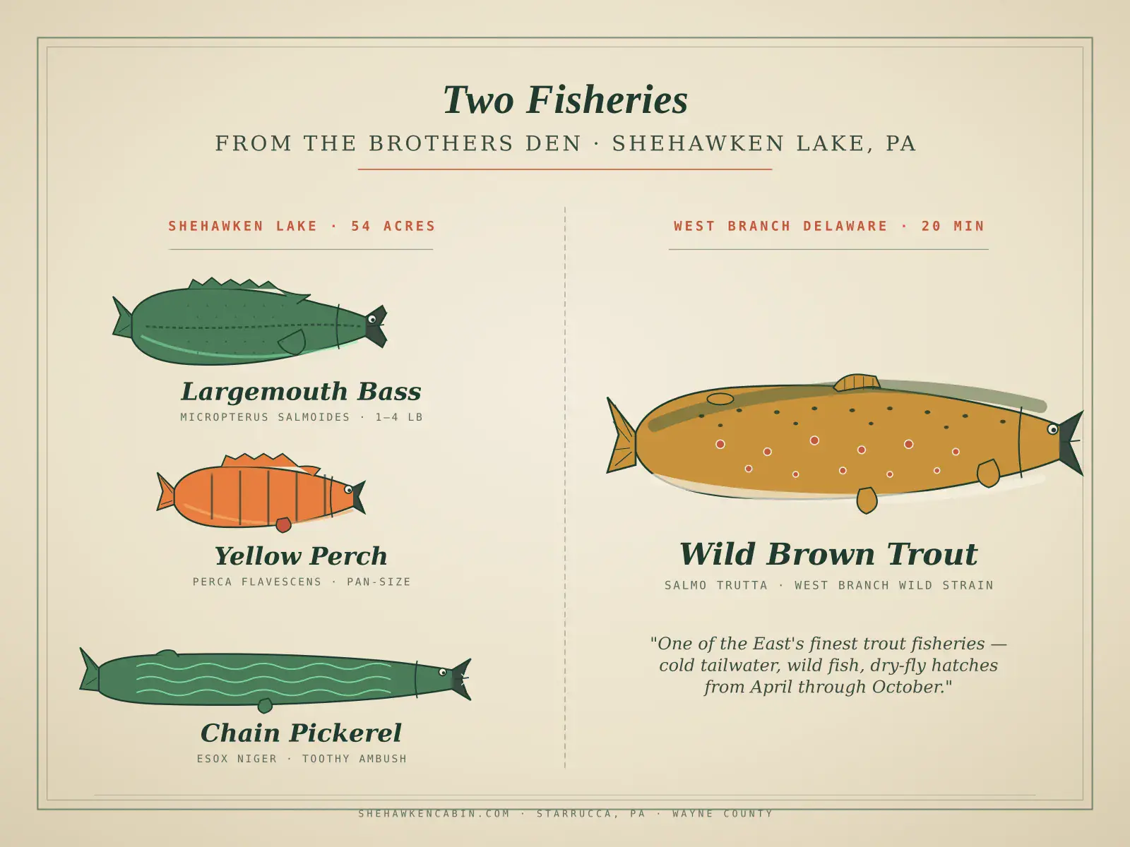 The four species in Shehawken Lake and the West Branch Delaware — illustrated identification chart